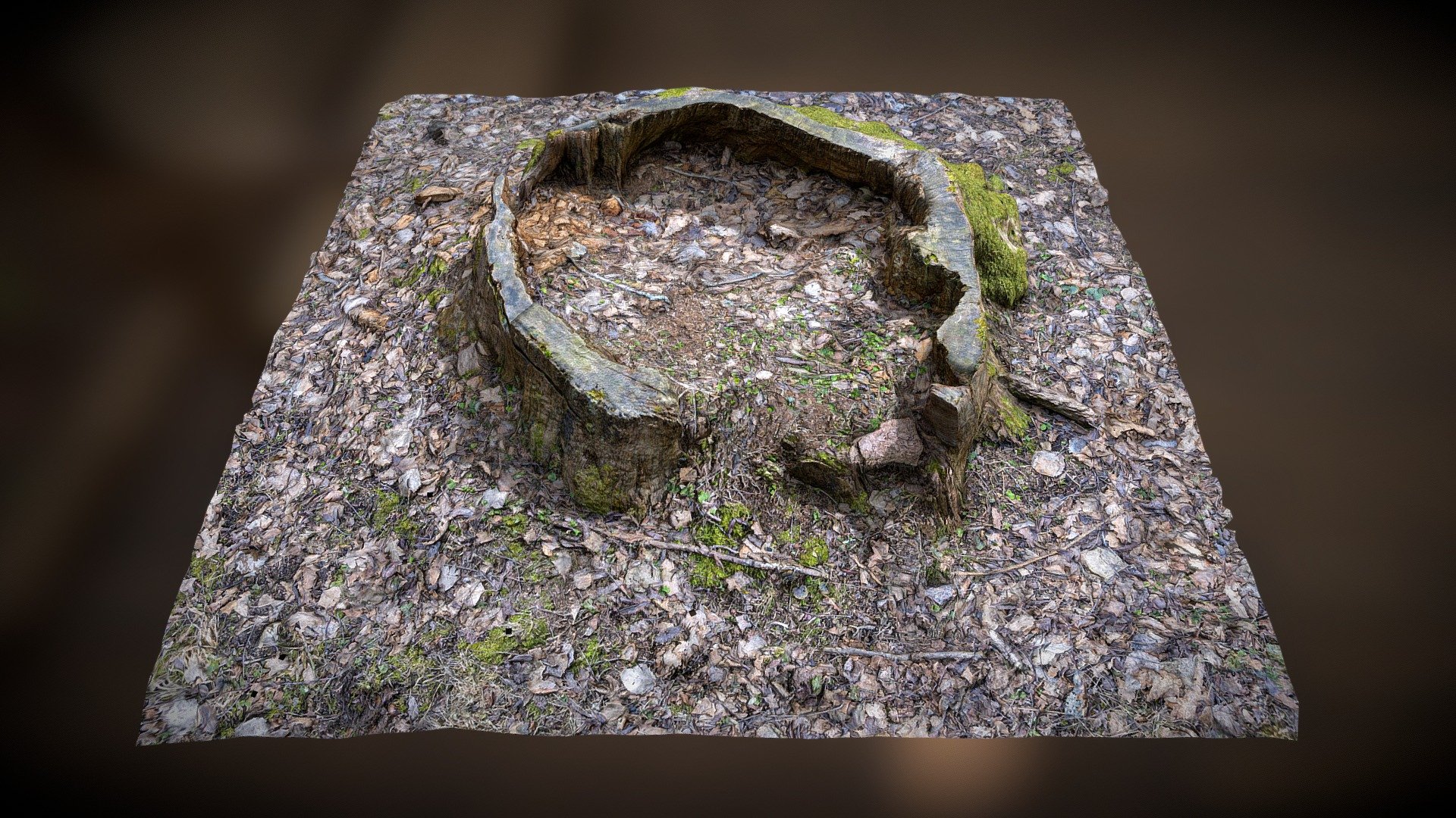 Stump 11