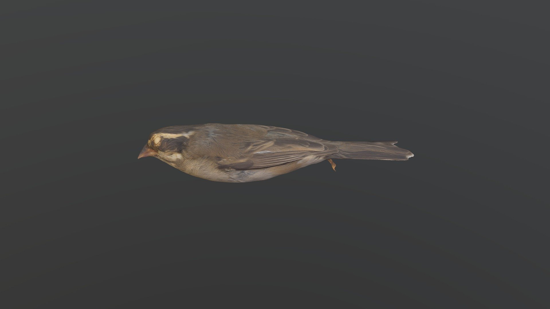 Blackcrested finch Lophospingus pusillus Download Free 3D model by