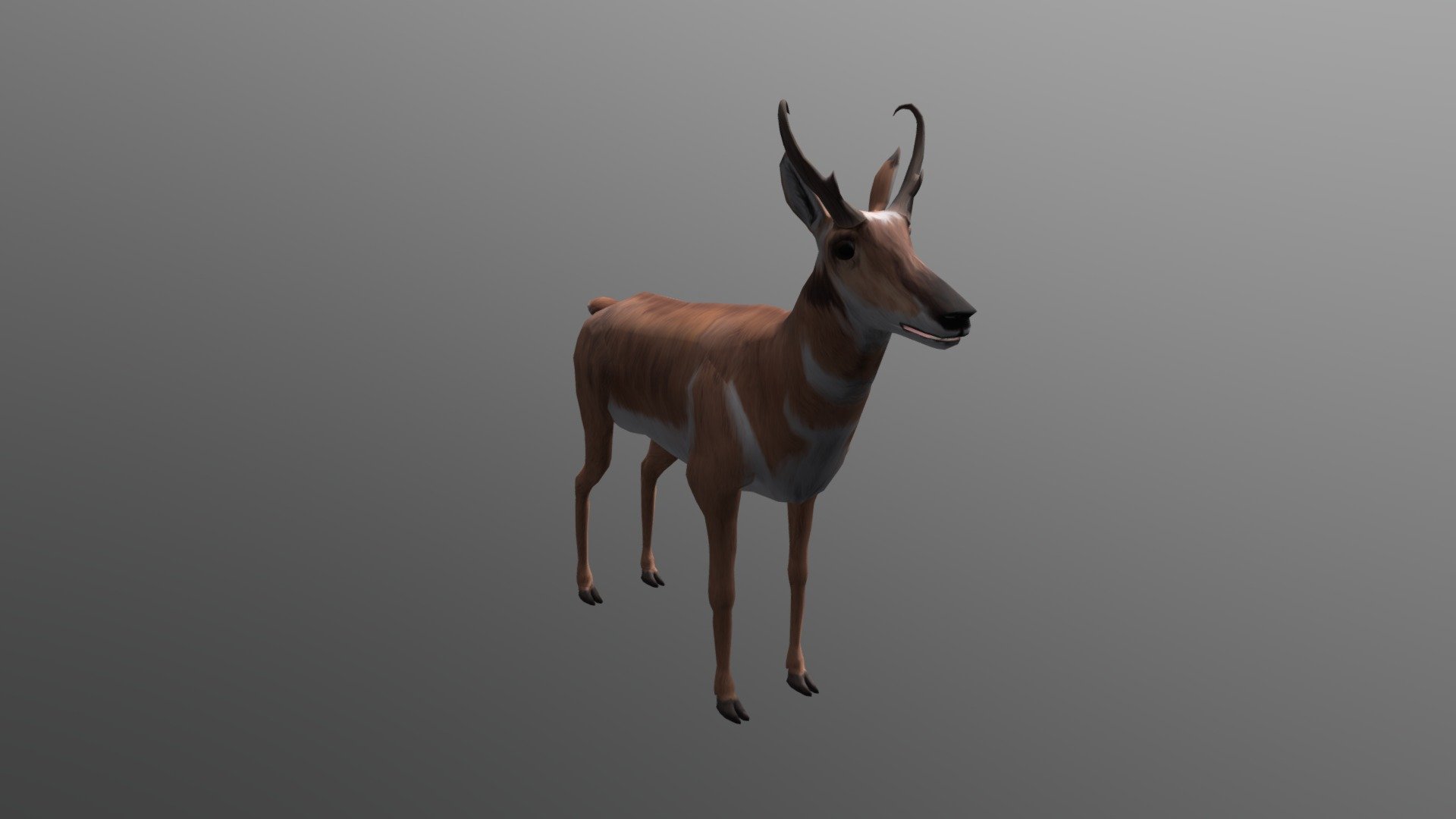 Pronghorn