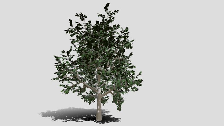Low Poly Tree 1 3D Model
