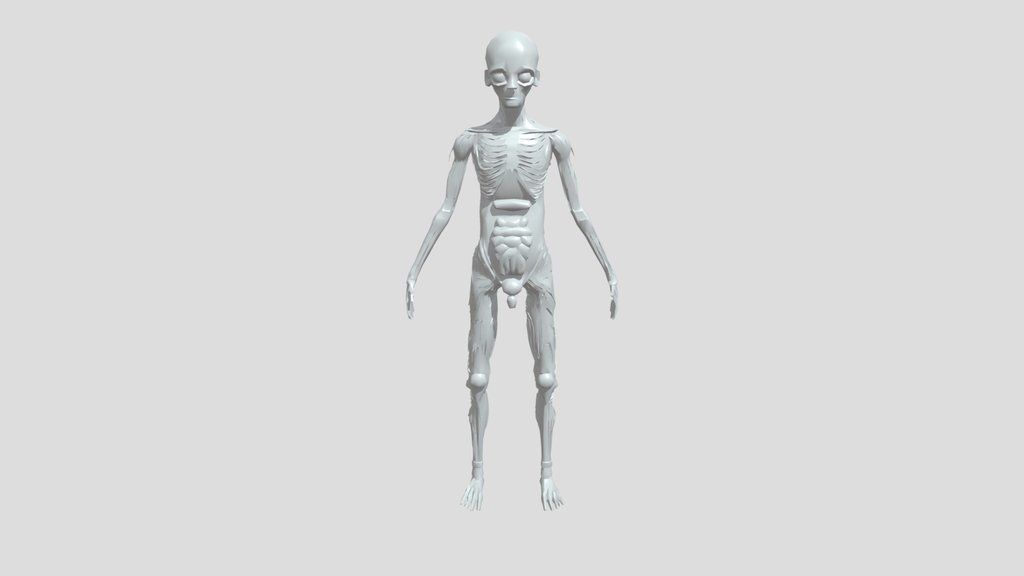Human anatomical model