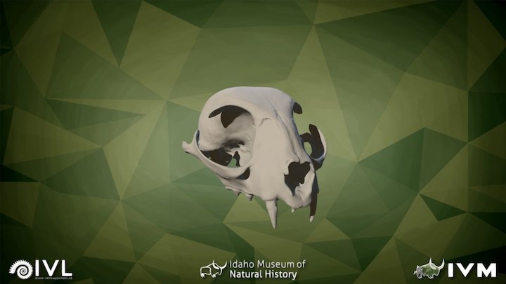 IMNH S-276 House Cat Cranium – Modello 3D gratuito STL