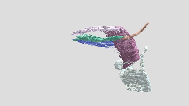 Tongue Blade-tip neuromuscular compartments 3D Model