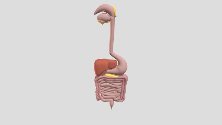 aparato digestivo – Kostenloses 3D-Modell STL