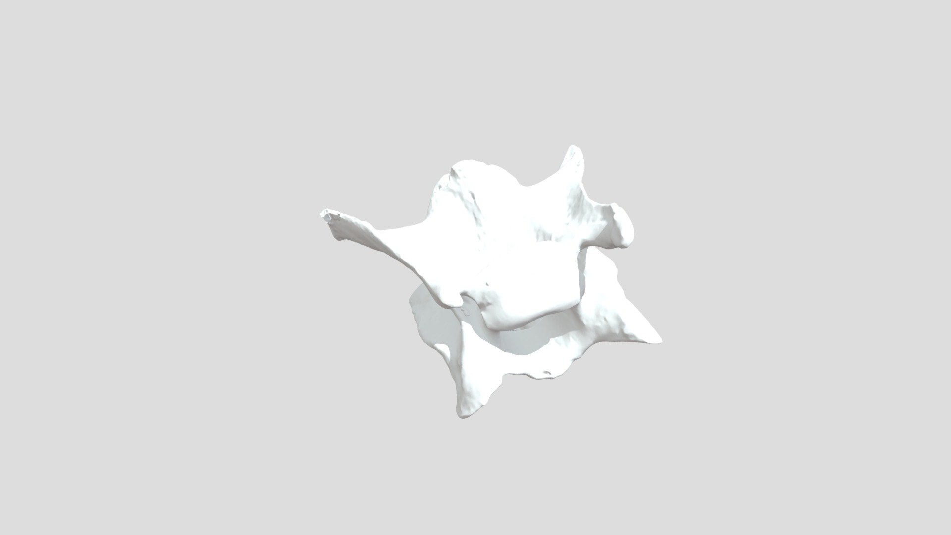 Vertebra cervical 4 (Lycalopex culpaeus) - 3D model by Proyecto ...