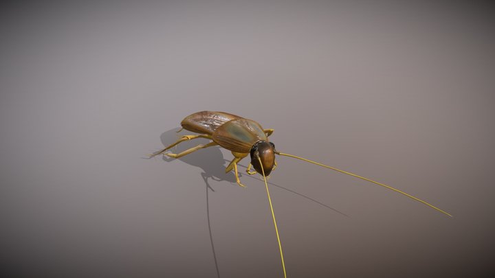 Cockroach 3D Model