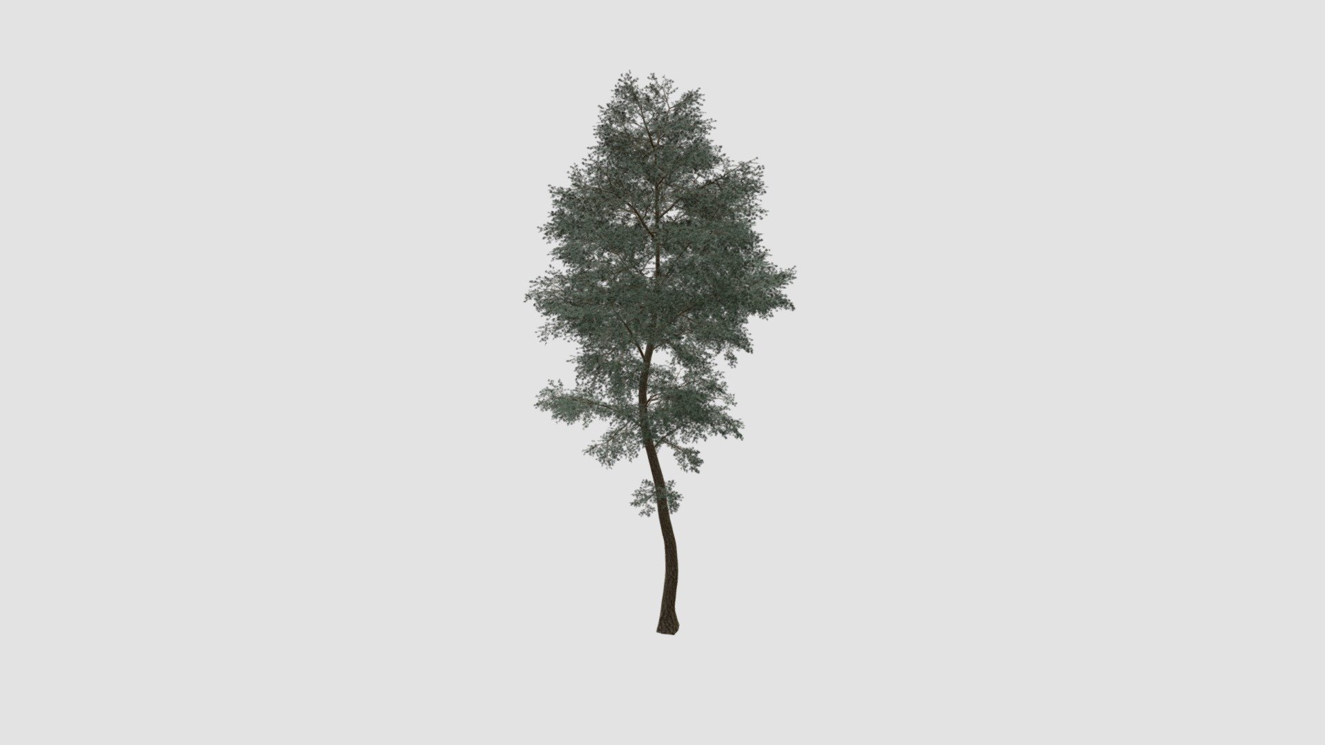 tree - Buy Royalty Free 3D model by Evermotion [a8d9498] - Sketchfab Store