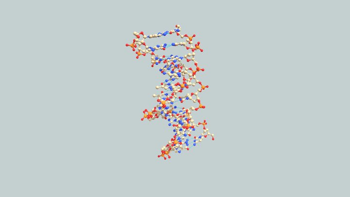 DNA Stick and Ball Molecular Model 3D Model