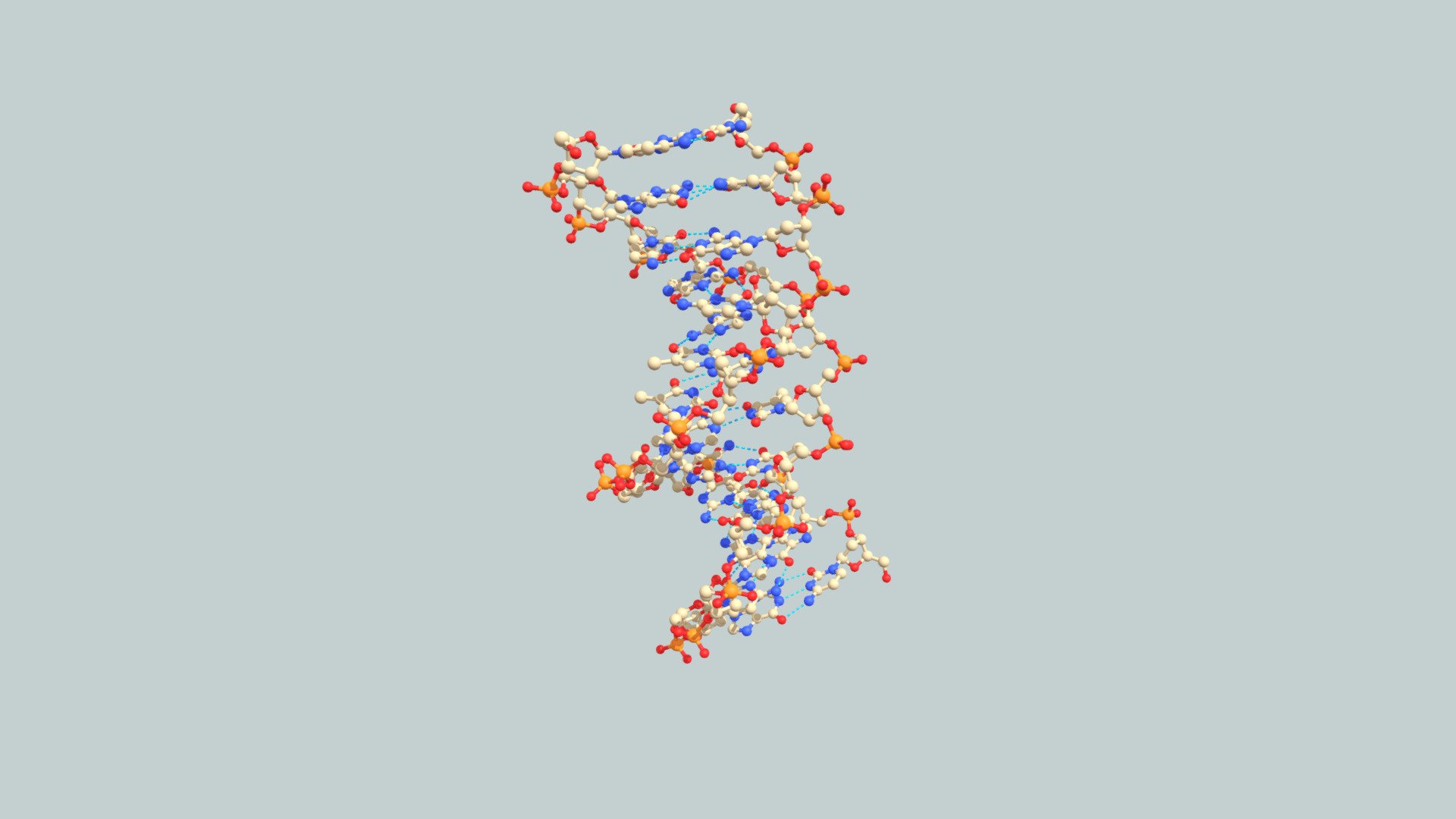 DNA Stick And Ball Molecular Model - Download Free 3D Model By S.Duce ...