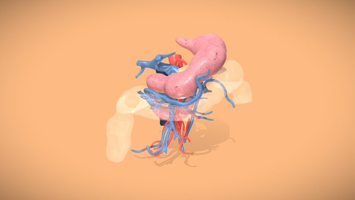 Colorectal 3D models - Sketchfab