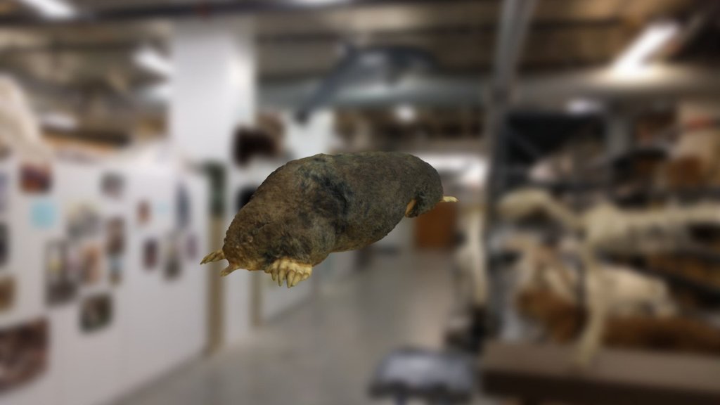 Mole - Download Free 3D model by Jonathan Kozak (@utica_boy) [a8da9d0 ...