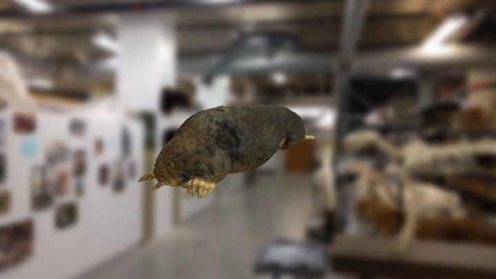 Mole 3D Model