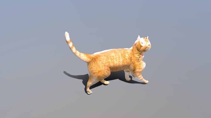 貓咪_ 3D Model