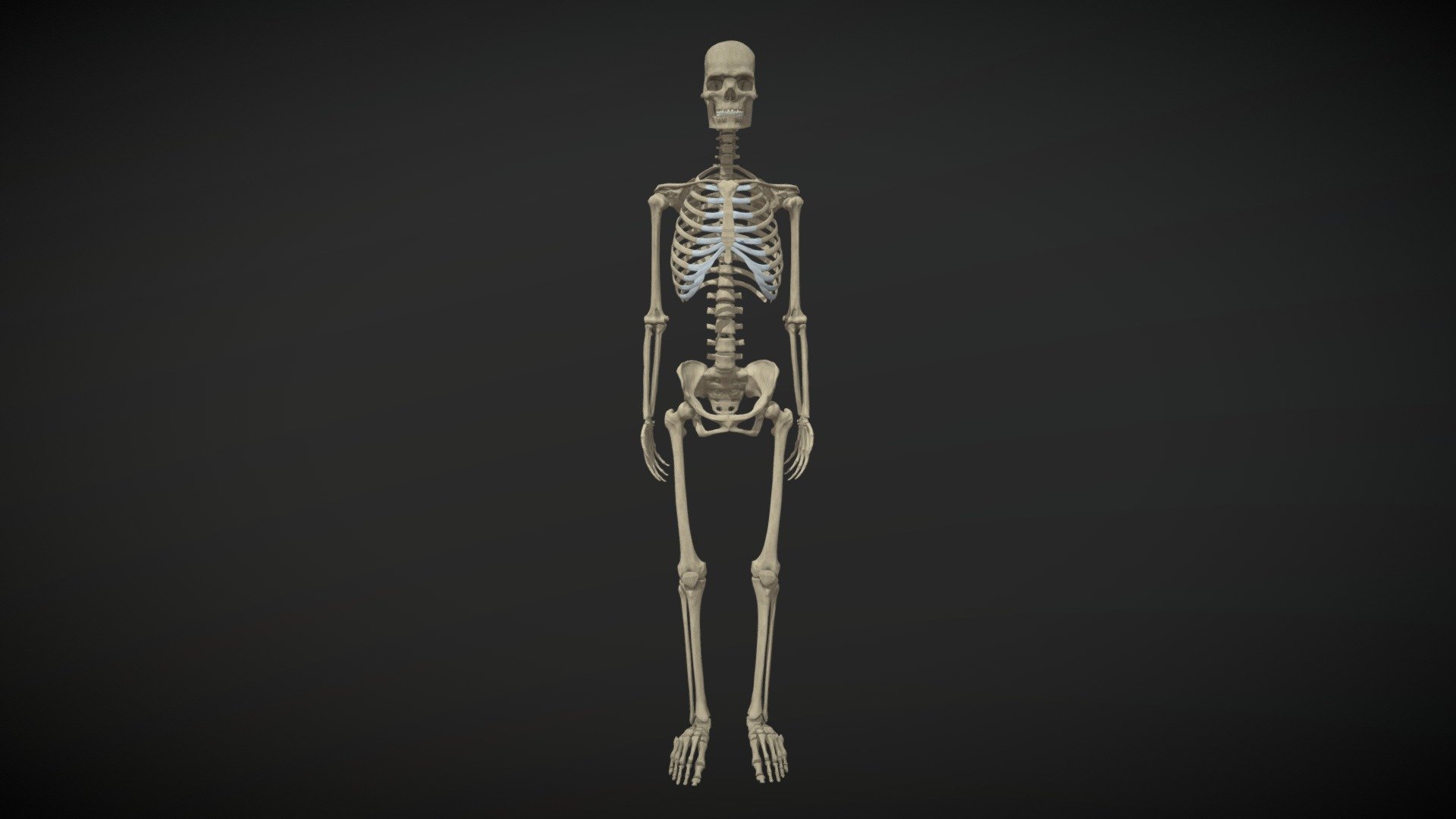 Human skeleton / Esqueleto Humano