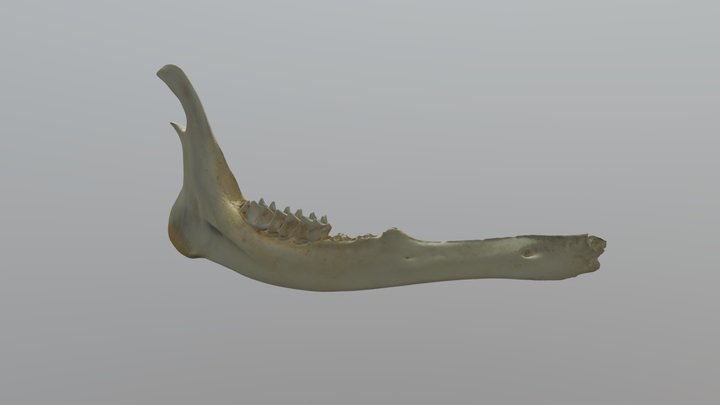 Deer Jawbone 3D Model