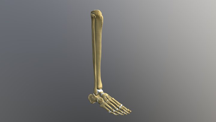 Human foot and lower leg bones 3D Model