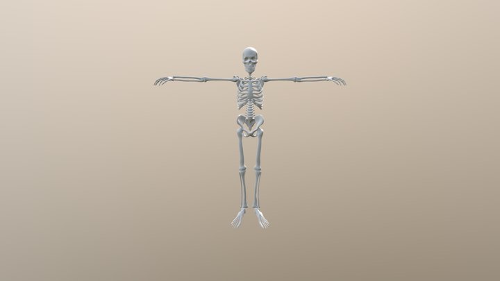 Skeleton 3D Model