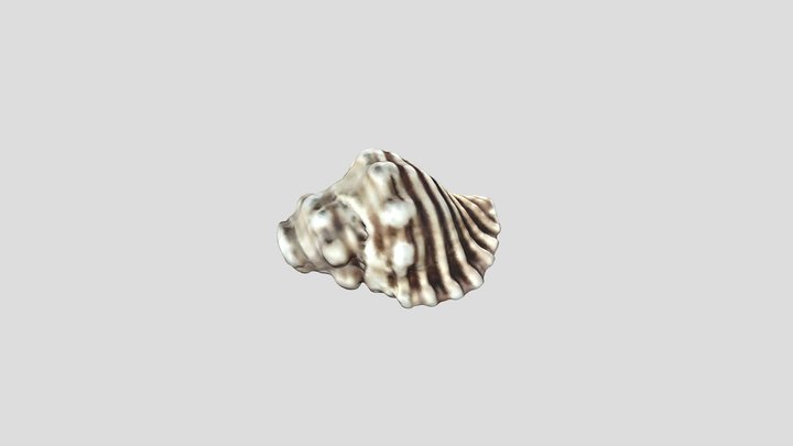 shell-2 3D Model