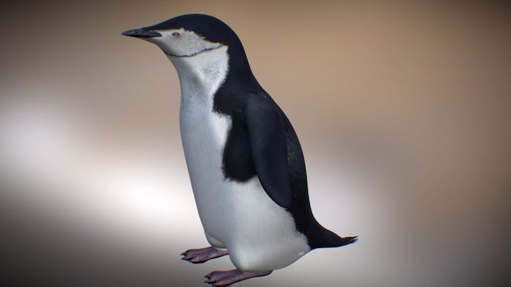 PINGUINO 3 Barbijo test* 3D Model