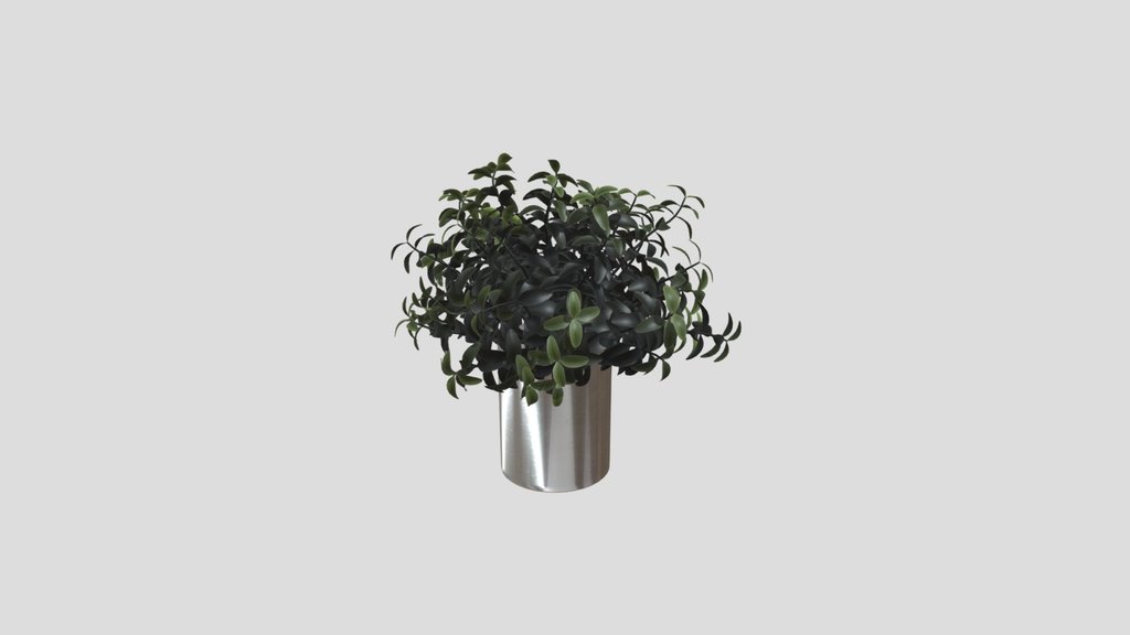 Minimalist Potted Green Leaf Plant