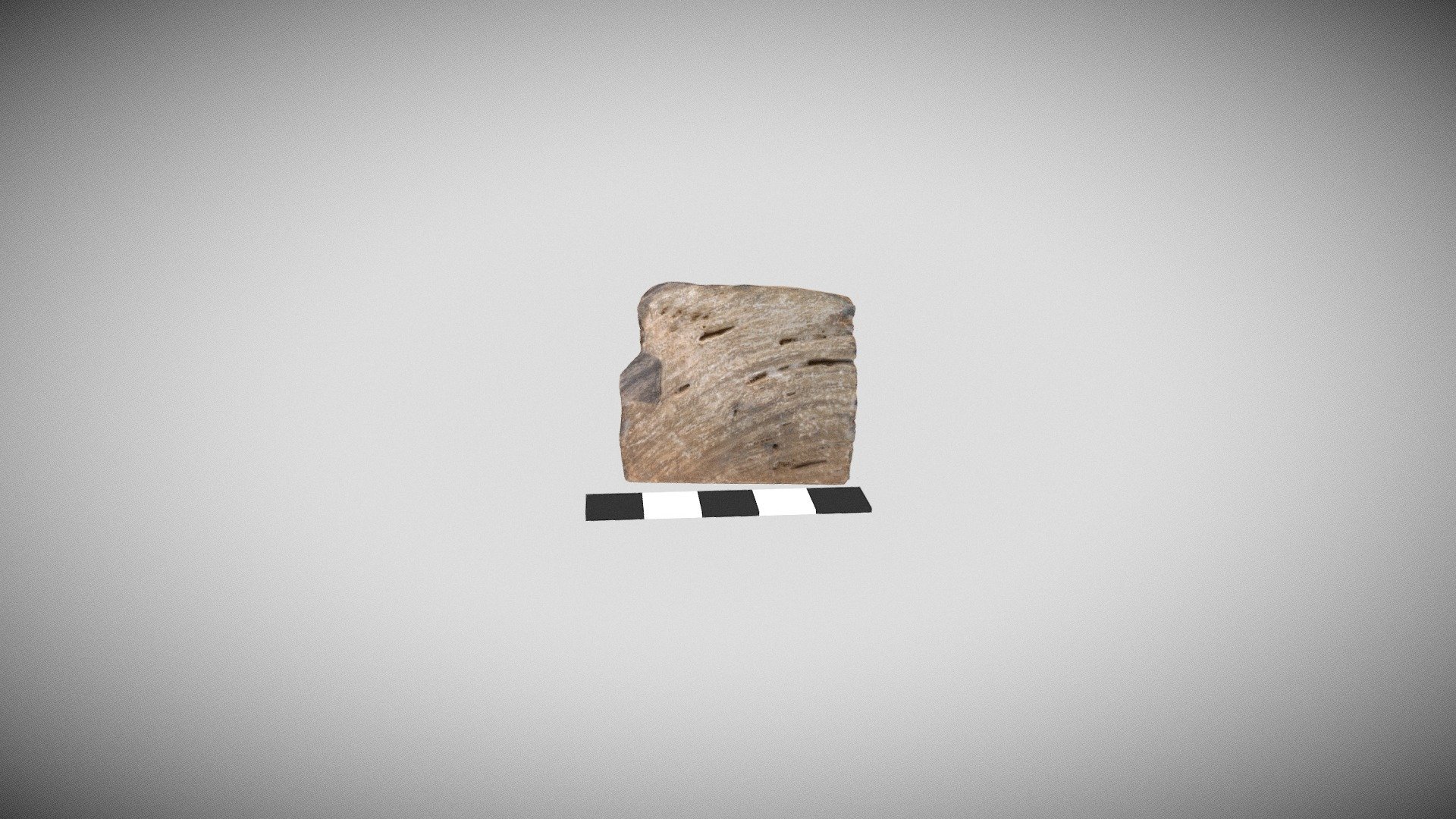 Stromatoporoid sponge