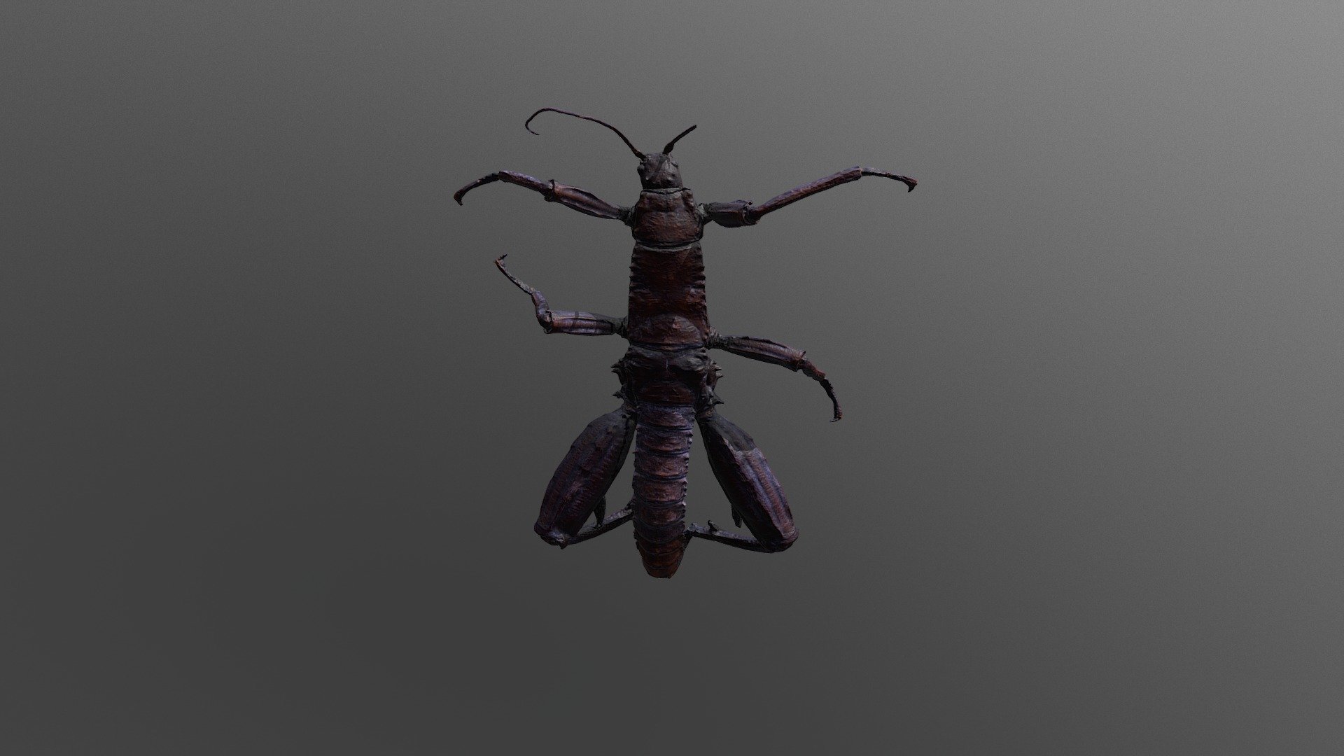 Stick Insect