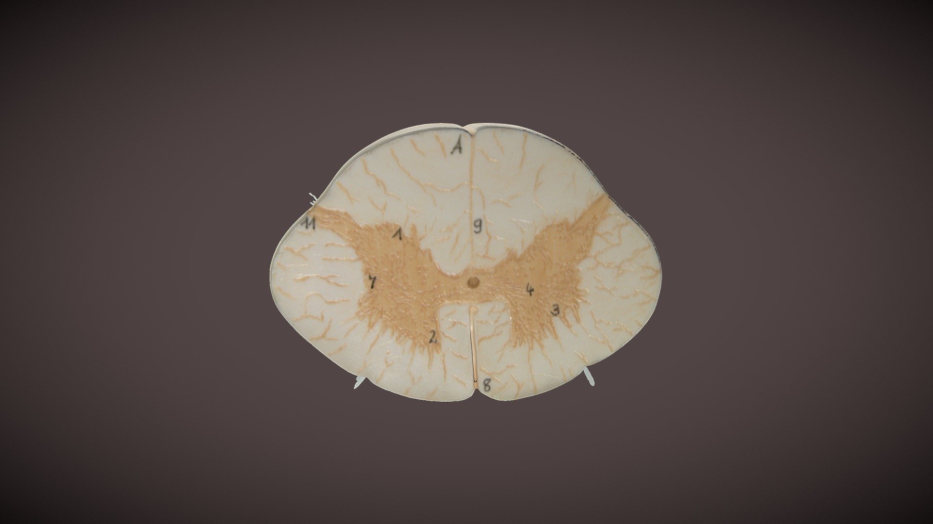 Cross Section of Spinal Cord - 3D model by OrJames Labs (@orjameslabs ...