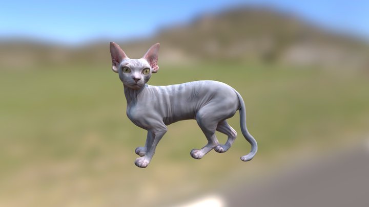Realistic Sphynx Cat 3D Model