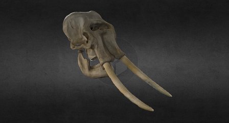 Mammoth from the NAT museum, San Diego 3D Model