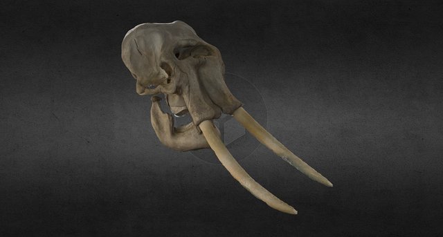 Mammoth from the NAT museum, San Diego – Modello 3D gratuito STL