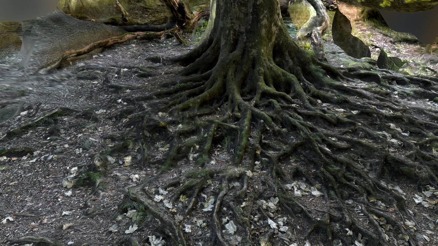 Tree Roots (Lake District) - 3D model by limeleaf [a8ff3f2] - Sketchfab