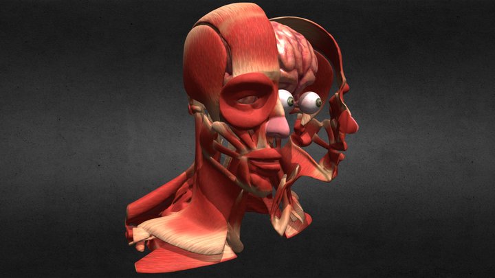 Head Muscle Brain Eye System 3D Model