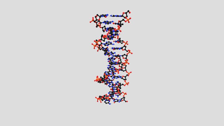 DNA-double helix 3D Model