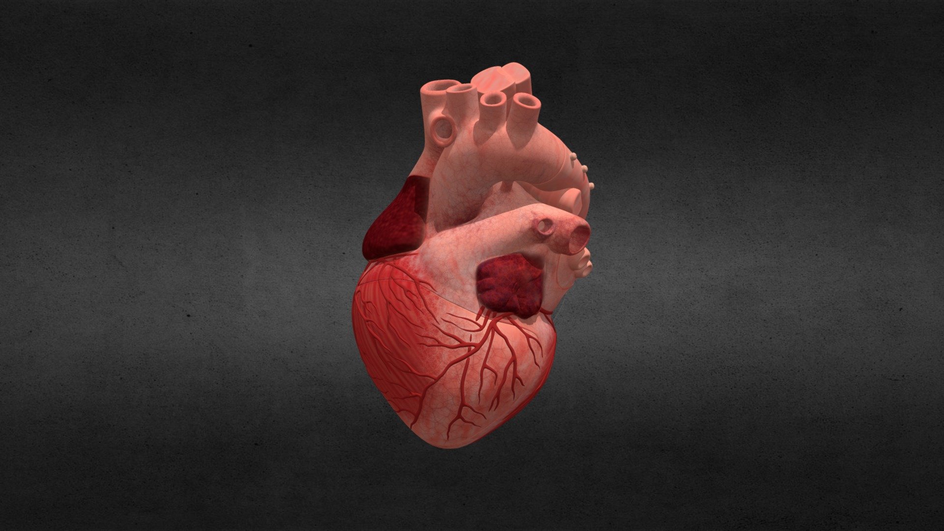 Closed Animated Heart Model - 3D model by autoPLAY ...