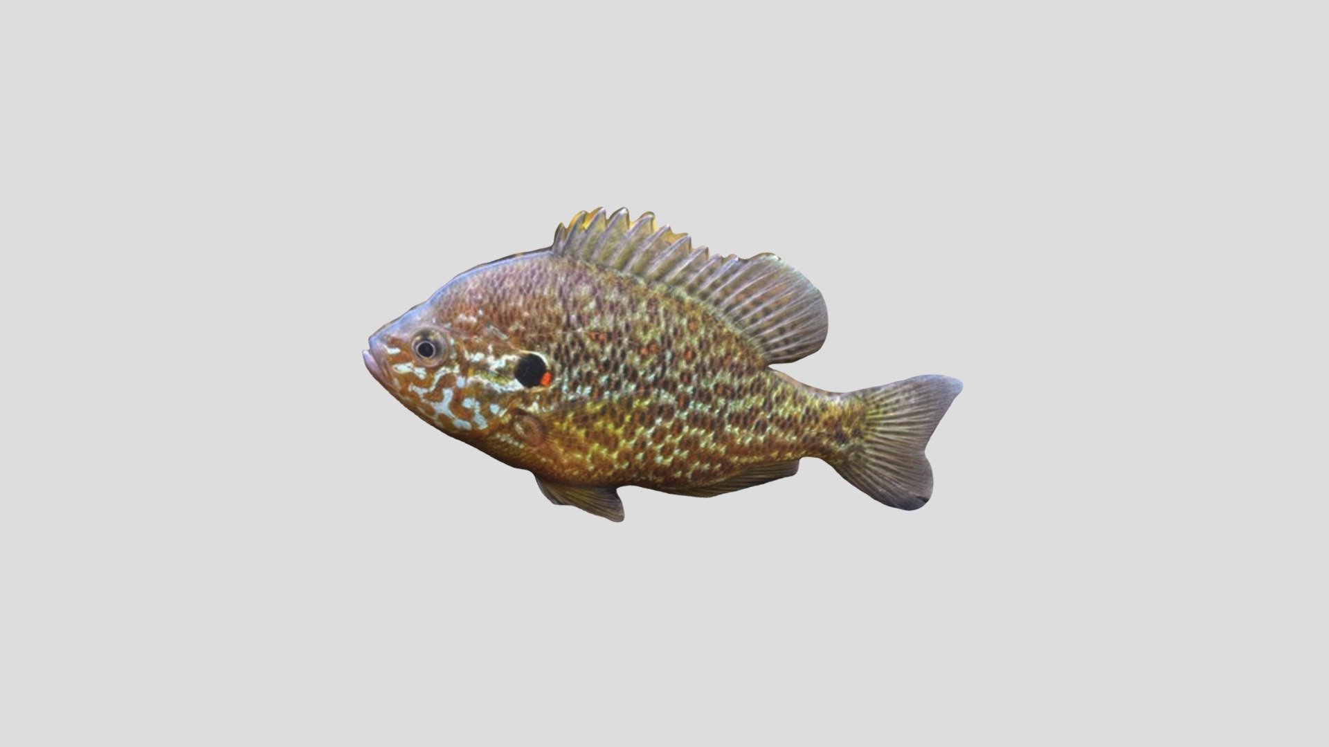 Sunfish - 3D model by vesk2321 [a9105f9] - Sketchfab