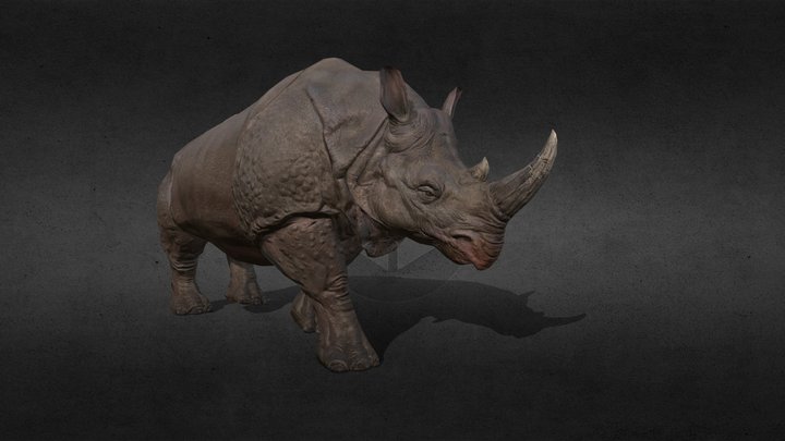 Rhino Animation Walk 3D Model