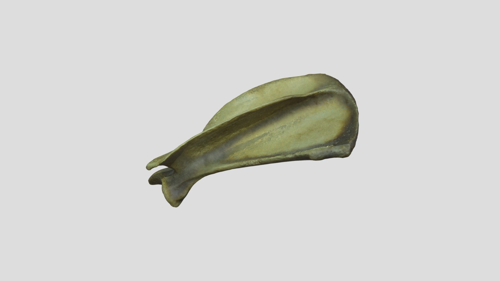 Basenji (Canis familiaris) Scapula