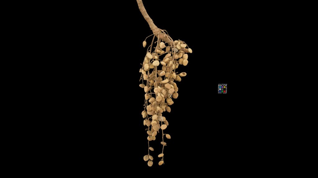 CC0 ハゼノキ Japan Wax Tree, T. succedaneum