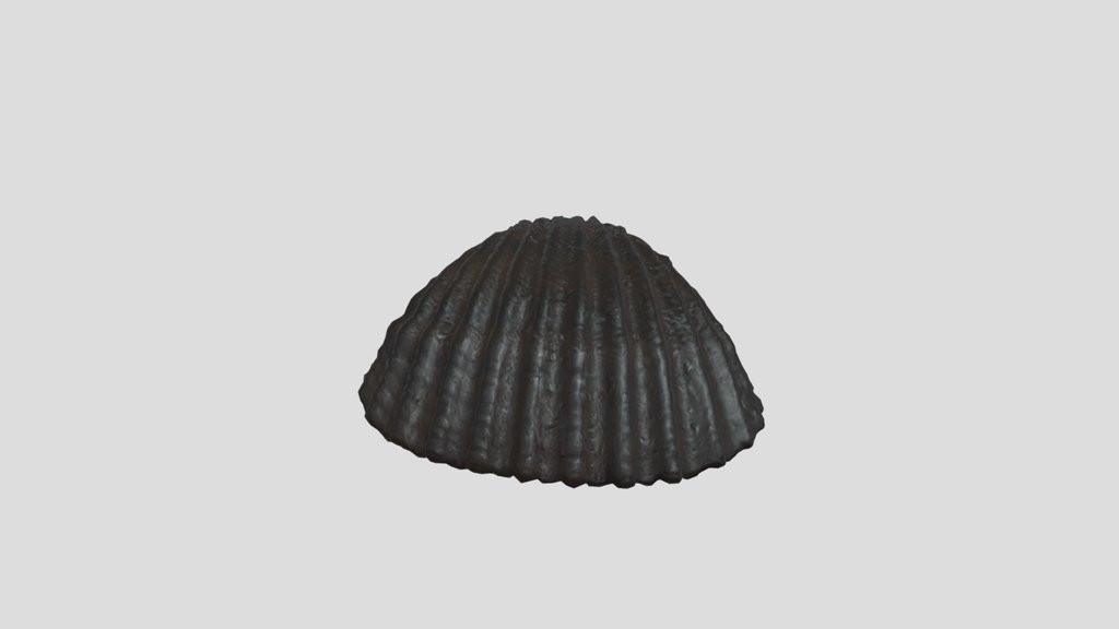 Seashell
