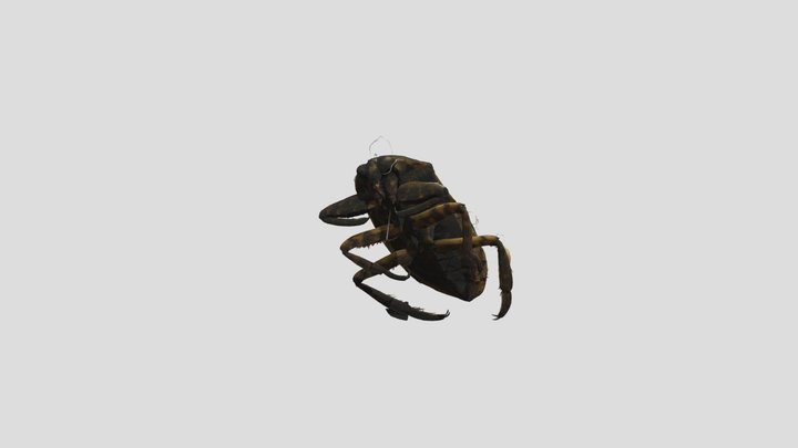 Giant American Water Beetle (Lethocerus) 3D Model