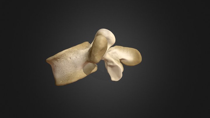 Fifth Lumbar Vertebra 3D Model
