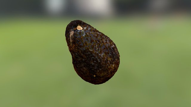 Avocado test 3D Model