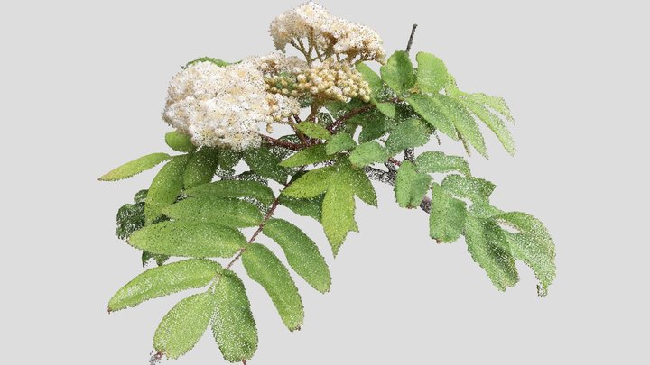 ナナカマド (Sorbus commixta) 3D Model