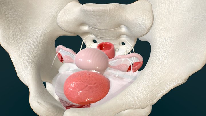 Female Pelvic Floor - Layers of support 3D Model