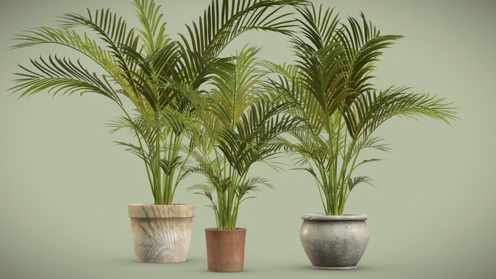 Potted Areca Palm 3D Model