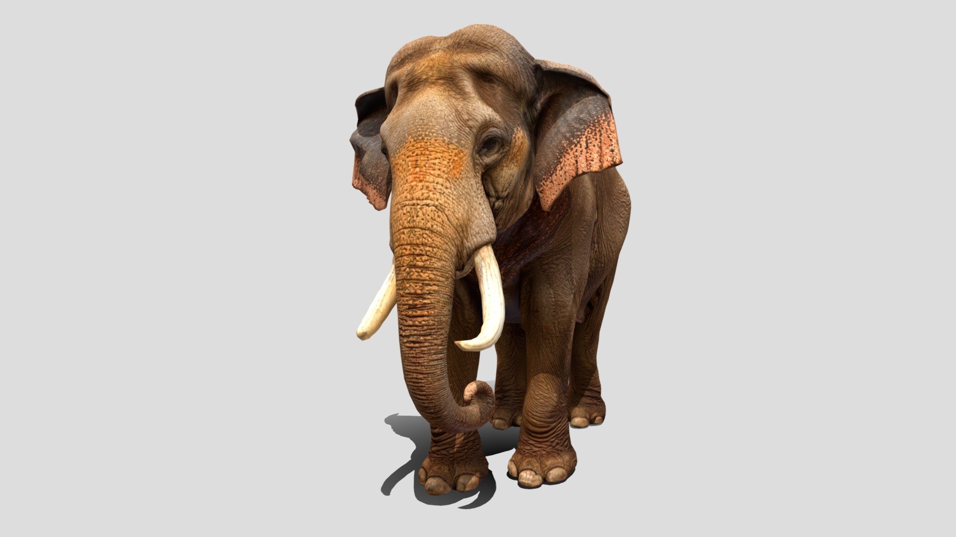 Low poly Elephant 🐘 3d model free — Sketchfab embed 3D viewer