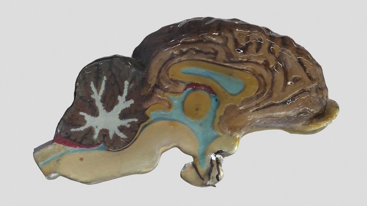 Brain model 3D Model