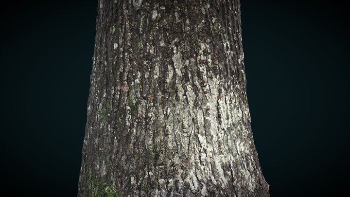Photoscanned Tree (First Attempt) 3D Model