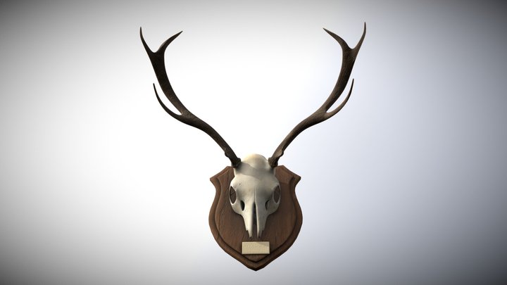 Simple Deer Skull Trophy 3D Model