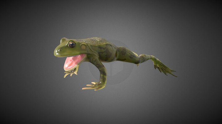 Frog Anatomy 3D Model